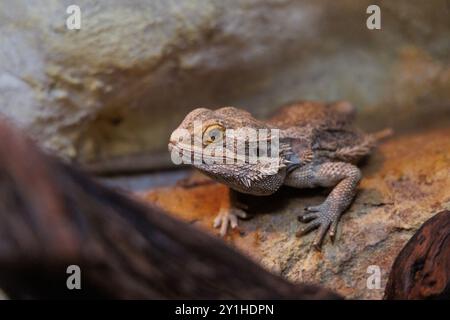 Ein bärtiger Drache thront auf einem Felsen, umgeben von natürlichen Elementen, und beobachtet seine Umgebung mit großem Interesse unter sanfter Beleuchtung. Stockfoto