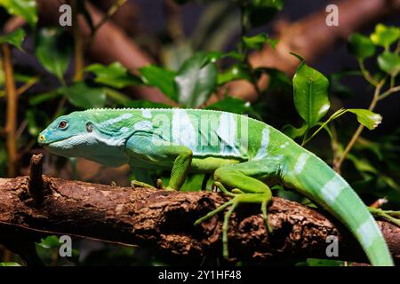 Brachylophus fasciatus liegt auf einem starken Zweig, umgeben von dichten grünen Blättern in einem warmen, tropischen Lebensraum. Sonnenlichtfilter durch Stockfoto