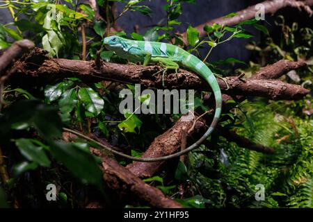 Brachylophus fasciatus liegt auf Ästen, umgeben von üppigem Laub in tropischer Umgebung, und liegt im warmen Sonnenlicht Stockfoto