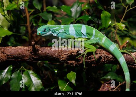 Brachylophus fasciatus liegt auf einem Holzzweig und verschmilzt sich nahtlos mit den umliegenden tropischen Blättern in einem lebhaften Regenwald Stockfoto