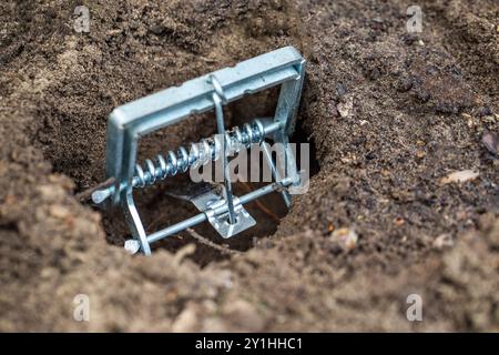 Installation einer Maulwurfffalle auf einem Gartengrundstück in einem Maulwurfloch Stockfoto