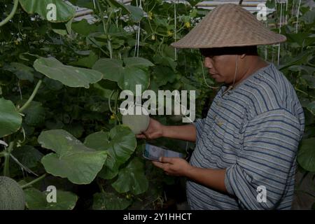 Malang, Ost-Java, Indonesien. September 2024. Ein Landwirt überwacht die Größe und Textur von Santaka-Melonenfrüchten mit einem Gadget mit Hilfe eines landwirtschaftlich genutzten Systems des Internets der Dinge (IoT), das am 7. September vom Ministerium für Kommunikation und Informationstechnologie (Kemenkominfo) für Santaka-Melonenpflanzen in einem Gewächshausfeld im Dorf Karangpandang, Malang, Ost-Java, Indonesien, gespendet wurde. 2024.diese internetgestützte und ökologische Landwirtschaftstechnologie. Die indonesischen Landwirte bei der Wartung, Düngung und Schädlingsbekämpfung zu unterstützen, die durch die Zelle des Landwirts verbunden sind Stockfoto