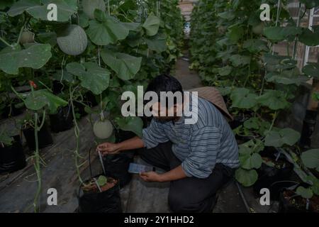 Malang, Ost-Java, Indonesien. September 2024. Ein Landwirt überwacht die Bodennährstoffe von Santaka-Melonenpflanzen mit dem Gadget mit Hilfe des vom indonesischen Ministerium für Kommunikation und Informationstechnologie (Kemenkominfo) am 7. September für Santaka-Melonenpflanzen in einem Gewächshaus-Feld im Dorf Karangpandang, Malang, Ost-Java, Indonesien, gewährten Agrartechnologiesystems (Internet of Things). 2024.diese internetgestützte und ökologische Landwirtschaftstechnologie. Unterstützung indonesischer Landwirte bei der Wartung, Düngung und Schädlingsbekämpfung, die über die ce des Landwirts verbunden ist Stockfoto