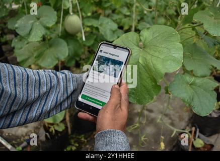 Malang, Ost-Java, Indonesien. September 2024. Ein Landwirt fotografiert eine Blatterkrankheit (Santaka Melon) mit Gadget mit dem landwirtschaftlichem Technologiesystem Internet der Dinge (IoT), das vom indonesischen Ministerium für Kommunikation und Informationstechnologie (Kemenkominfo) für Santaka Melonenpflanzen atÂ am 7. September in Karangpandang Dorf, Malang, Ost-Java, Indonesien, gewährt wurde. 2024.diese internetgestützte und ökologische Landwirtschaftstechnologie. Unterstützung der indonesischen Landwirte bei der Wartung, Düngung und Schädlingsbekämpfung, die durch das Zellphon des Landwirts verbunden sind Stockfoto