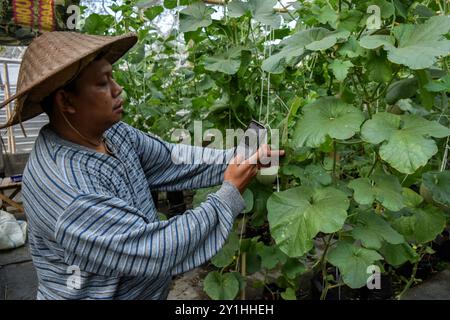 Malang, Ost-Java, Indonesien. September 2024. Ein Landwirt fotografiert eine Blatterkrankheit (Santaka Melon) mit Gadget mit dem landwirtschaftlich genutzten System Internet of Things (IoT), das vom indonesischen Ministerium für Kommunikation und Informationstechnologie (Kemenkominfo) für Santaka Melonenpflanzen am 7. September auf einem Gewächshausfeld im Dorf Karangpandang in Malang, Ost-Java, Indonesien, gewährt wurde. 2024.diese internetgestützte und ökologische Landwirtschaftstechnologie. Unterstützung der indonesischen Landwirte bei der Wartung, Düngung und Schädlingsbekämpfung, die über das Mobiltelefon des Landwirts verbunden ist. Stockfoto