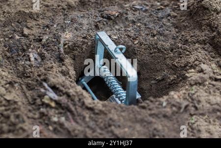 Maulwurfffalle ist eine Falle, um einen Maulwurf in einem Loch im Boden zu fangen. Schaden durch einen Maulwurf auf einem Gartengrundstück Stockfoto