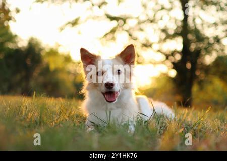 Der leichte Hund liegt bei Sonnenuntergang auf der Wiese. Sie ist so süß und hat die Zunge raus Stockfoto