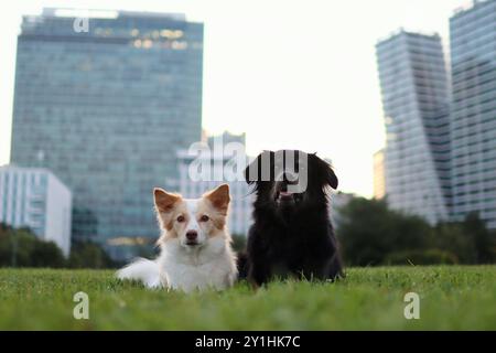 Bei Sonnenaufgang liegen die beiden Hunde auf der Wiese. Im Hintergrund befinden sich moderne Wolkenkratzer. Stockfoto