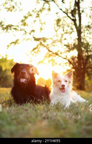 Die beiden Hunde liegen bei Sonnenuntergang auf der Wiese. Sie sind so süß Stockfoto