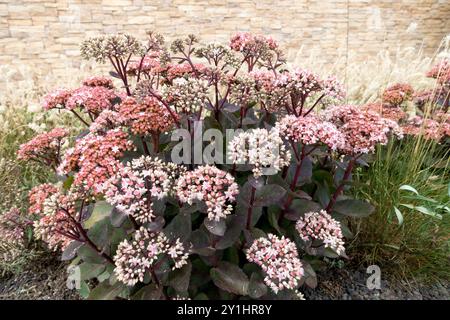 Eine Gruppe von Sedumpflanzen in voller Blüte mit leuchtenden rosa Blüten und dunklem Laub vor einem Steinmauerhintergrund Stockfoto