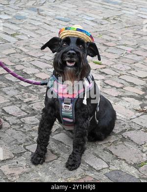 Bridport, Dorset, Großbritannien. September 2024. Hunderte von Menschen, die kreativ dekorierte Hüte tragen, besuchen das jährliche Bridport hat Festival in Bridport in Dorset. Ein Hund, der einen Hut trägt. Bildnachweis: Graham Hunt/Alamy Live News Stockfoto