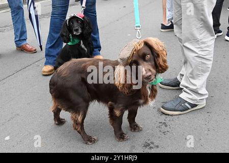 Bridport, Dorset, Großbritannien. September 2024. Hunderte von Menschen, die kreativ dekorierte Hüte tragen, besuchen das jährliche Bridport hat Festival in Bridport in Dorset. Hunde mit Hüten. Bildnachweis: Graham Hunt/Alamy Live News Stockfoto