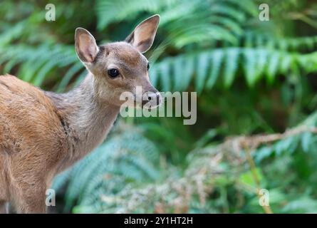 Porträt einer neugierigen sika-Hirschfrau, die Gras im Wald isst, Großbritannien. Stockfoto