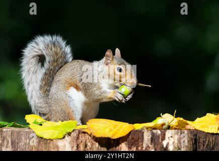 Porträt eines grauen Eichhörnchens, das Eichel auf einem Baumstumpf isst, im Herbst, Großbritannien. Stockfoto