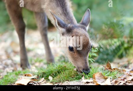 Porträt einer neugierigen sika-Hirschfrau, die Gras im Wald isst, Großbritannien. Stockfoto