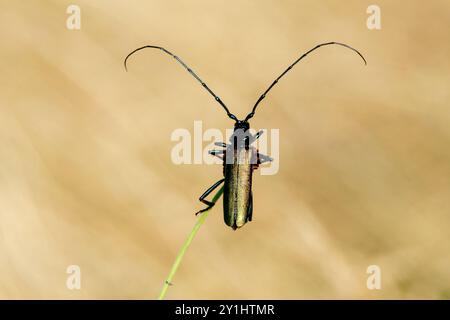 Der Moschuskäfer Aromia moschata Langhornkäfer Stockfoto