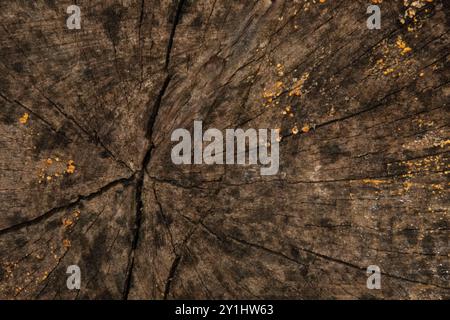 Nahaufnahme eines abgeschnittenen Baumstamms mit Ringen. Der Stumpf ist trocken und hat Risse. Stockfoto