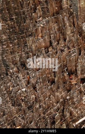 Nahaufnahme einer zerklüfteten Holzkornstruktur, rau von einem Baum, der bricht Stockfoto