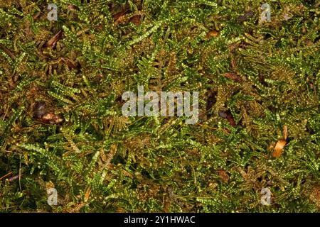 Nahaufnahme von Moos mit Kiefernnadeln darin. Draufsicht Stockfoto