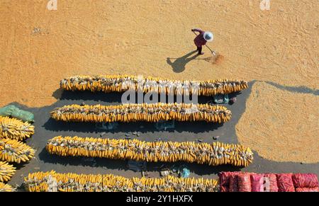 Peking, Chinas Provinz Shandong. September 2024. Ein Bauer trocknet den Mais im Dorf Beizhangliang im Kreis Yiyuan der Stadt Zibo, ostchinesischer Provinz Shandong, 7. September 2024. Quelle: Zhao Dongshan/Xinhua/Alamy Live News Stockfoto