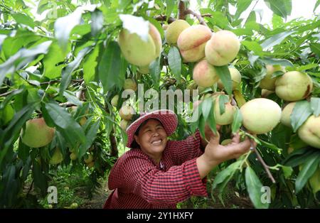 Peking, Chinas Provinz Shandong. September 2024. Ein Bauer pflückt Pfirsiche im Dorf Hongfusi im County Tancheng in Linyi, ostchinesischer Provinz Shandong, 7. September 2024. Quelle: Zhang Chunlei/Xinhua/Alamy Live News Stockfoto