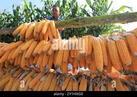 Peking, chinesische Provinz Yunnan. September 2024. Ein Bauer trocknet den Mais in der Gemeinde Shaba in der Stadt Tengchong, südwestchinesischer Provinz Yunnan, 7. September 2024. Quelle: Gong Zujin/Xinhua/Alamy Live News Stockfoto