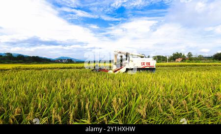 Peking, Chinas Provinz Hunan. September 2024. Ein Dorfbewohner fährt einen Reisernten auf dem Feld in der Gemeinde Shengqiao der Stadt Changning, zentralchinesischer Provinz Hunan, 7. September 2024. Quelle: Zhouxiu Yuchun/Xinhua/Alamy Live News Stockfoto