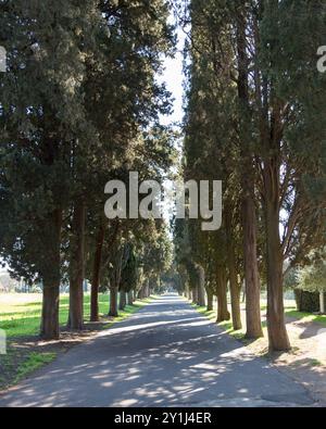 Friedlicher, sonnendurchfluteter Pfad gesäumt von hohen Bäumen in der Nähe der historischen Via Appia in Rom, Italien. Stockfoto