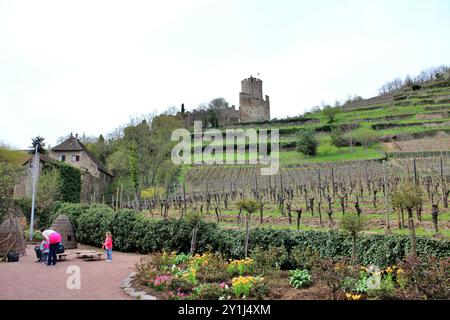 Ruinen und Weinberge der Burg Kaysersberg in Kaysersberg, Frankreich Stockfoto