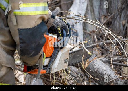 Holzfäller, der die Bäume trimmt Stockfoto