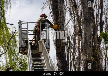 Feuerwehrmann in der Höhe, der Bäume schneidet. Holzfäller. Stockfoto