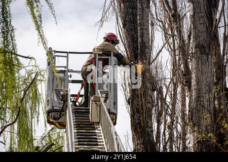 Feuerwehrmann in der Höhe, der Bäume schneidet. Holzfäller. Stockfoto