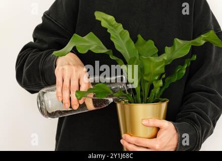 Unbekannte Frau, die die Pflanze aus einem Glaskrug in ihrer Hand gießt. Vorderansicht Stockfoto