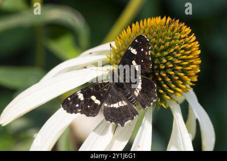 Landkärtchen, Landkärtchenfalter, Blütenbesuch an Sonnenhut, Sommer-Generation, Sommergeneration, 2. Generation, Araschnia levana, Araschnia levana f. Stockfoto