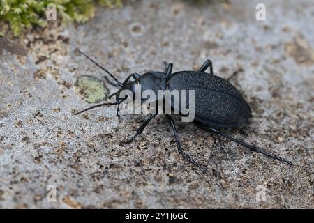 Lederlaufkäfer, Leder-Laufkäfer, Lederkäfer, Carabus coriaceus, Lederkäfer, Lederkäfer, le Carabe Coriacé, le Proruste Coriacé, le Stockfoto