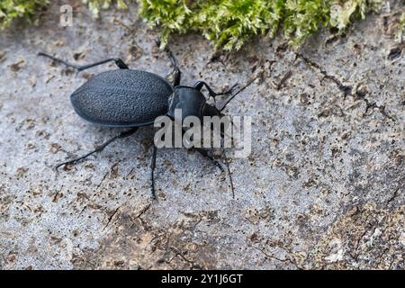 Lederlaufkäfer, Leder-Laufkäfer, Lederkäfer, Carabus coriaceus, Lederkäfer, Lederkäfer, le Carabe Coriacé, le Proruste Coriacé, le Stockfoto