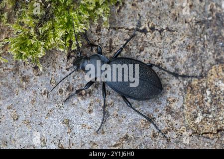 Lederlaufkäfer, Leder-Laufkäfer, Lederkäfer, Carabus coriaceus, Lederkäfer, Lederkäfer, le Carabe Coriacé, le Proruste Coriacé, le Stockfoto