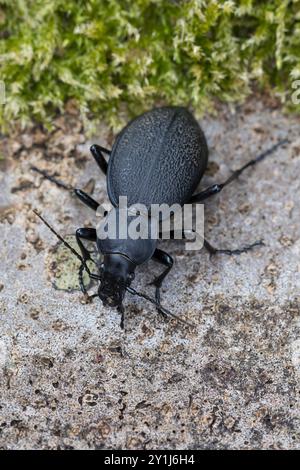 Lederlaufkäfer, Leder-Laufkäfer, Lederkäfer, Carabus coriaceus, Lederkäfer, Lederkäfer, le Carabe Coriacé, le Proruste Coriacé, le Stockfoto