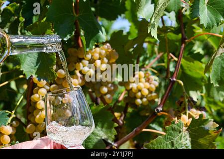 Der Winzer schenkt ein Glas Weißwein aus einer Flasche im Weinberg. Stockfoto