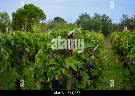 Rebreihen mit Trauben aus Reifen blauen Trauben, die vor der Erntezeit auf einem Weinberg wachsen. Stockfoto