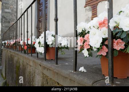 Topfblühpflanzen der Azalea in einer Reihe. Azaleen sind blühende Sträucher der Gattung Rhododendron Stockfoto