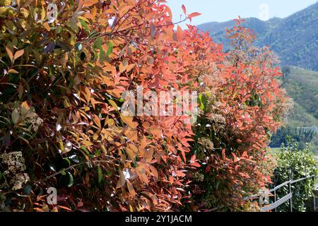 Photinia, bekannt als Rotkehlchen, ist ein blühender, immergrüner Staudenstrauch Stockfoto