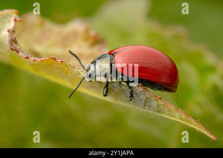 Breitschultriger Blattkäfer - Chrysomela populi, schöner Blattkäfer mit roten Balken aus europäischen Wäldern und Laubwäldern, Tschechische Repub Stockfoto