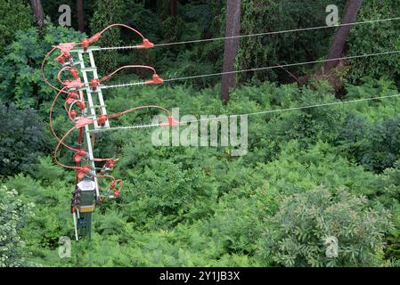 Luftbild der Stromleitungen, die auf der Baumdecke und dem grünen Laub verlaufen. Stockfoto