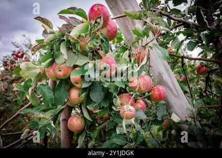 Äpfel auf apple tree im Orchard Stockfoto