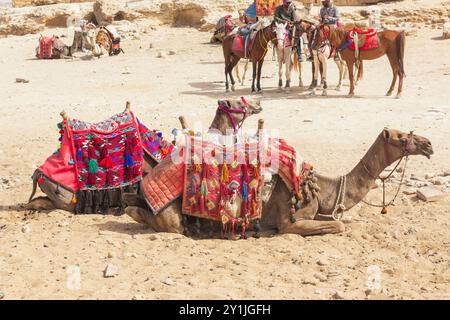 Kamele im Pyramidenkomplex von Gizeh, auch bekannt als Gizeh-Nekropole Kairo, Ägypten. Stockfoto