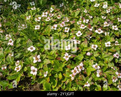 Die strahlend weiße kanadische Bunchbeere Cornus canadensis blüht im Sonnenlicht und zeigt ihre zarte Schönheit und die leuchtend grünen Blätter im Wald Stockfoto