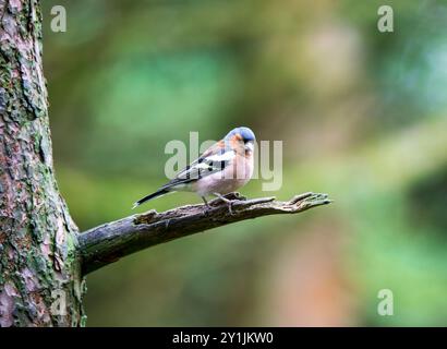 Kaffinch, Fringilla Coelebs, männlich, hoch auf einem Waldbaumzweig Stockfoto