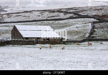 Scheune und weidende Schafe an einem verschneiten Wintertag im Cotterdale, Yorkshire Dales National Park Stockfoto