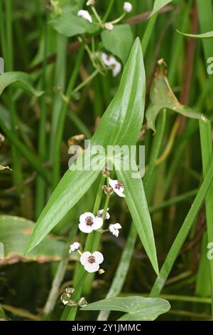 Arrowhead - Sagittaria sagittifolia Stockfoto